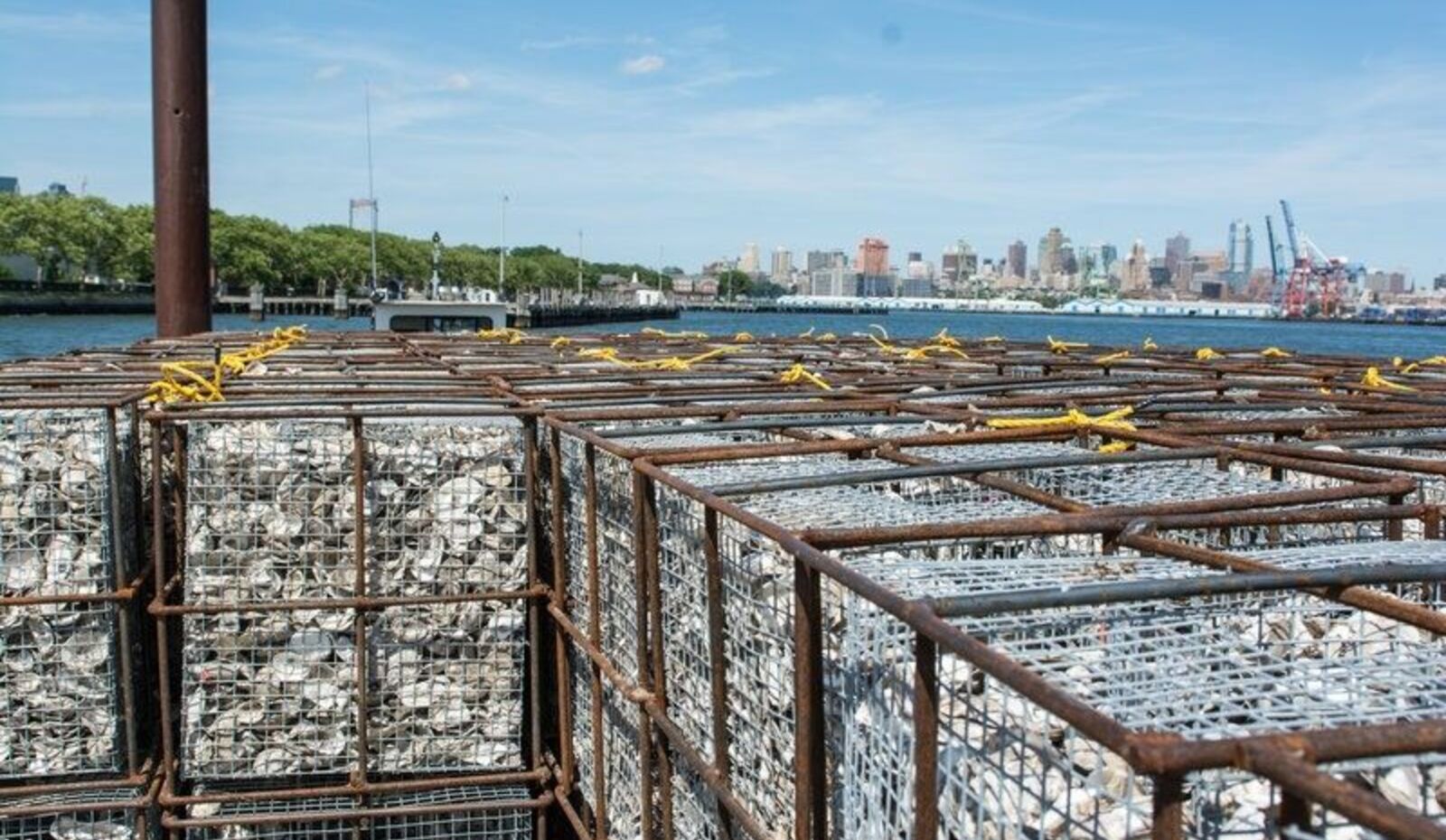 Oysters On The Half Shell Are Actually Saving New York's Eroding Harbor