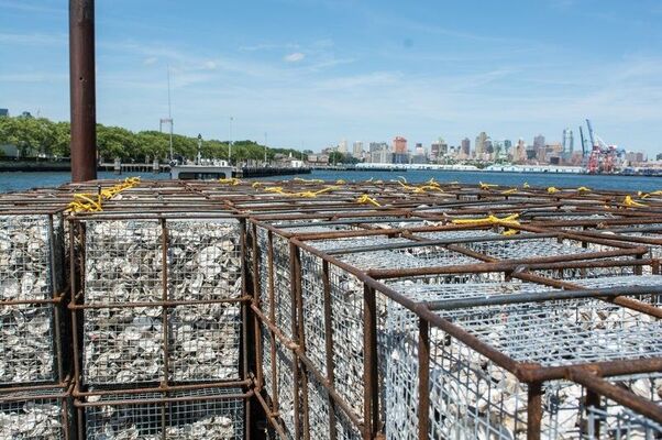 Oysters On The Half Shell Are Actually Saving New York's Eroding Harbor